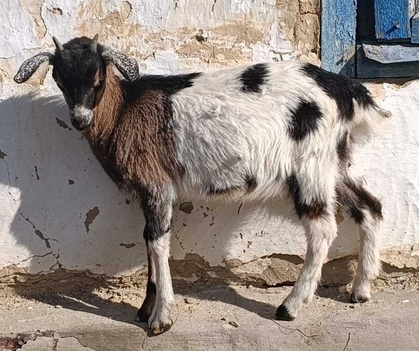 Коза Фиа, 4 місяці