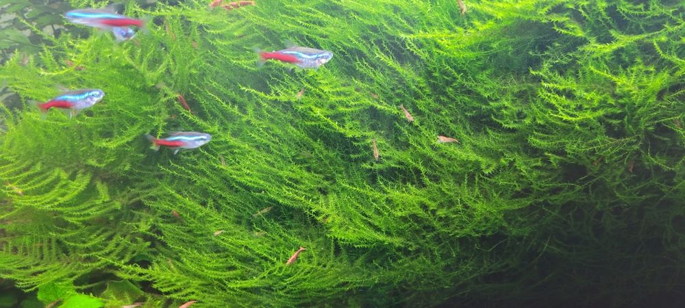 Mech akwariowy - Mega porcja