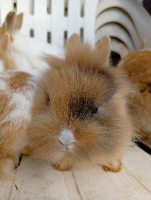 Coelhos anões já a comer sozinhos