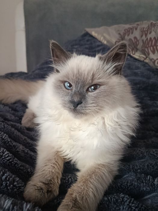 Продається котик