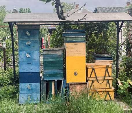 Продам пасеку -корпуси, рамки, рамконоси, воскотопка паровая
