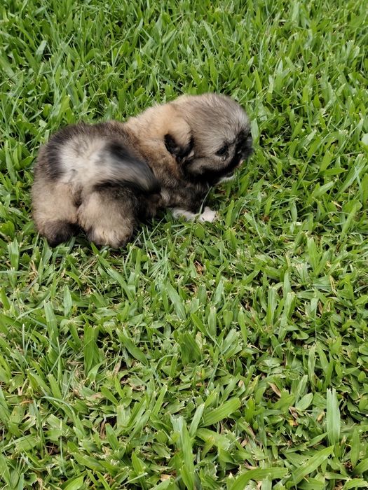Shih-Tzu fêmea  disponível