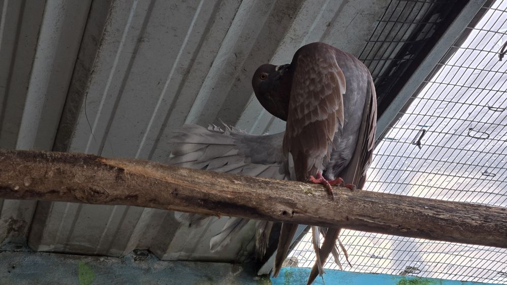 Pombas rabo de leque duplo