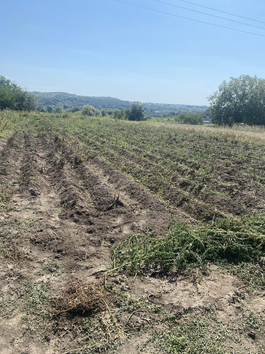 Зрізаня аварійних дерев вирізана розчистка ділянок