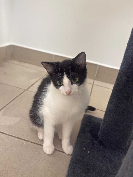 Auron - spokojny, czarno-biały kot szuka kochającego domu!