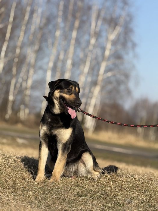 Piesek do Adopcji