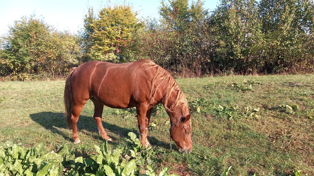 Продам робочу кобилу