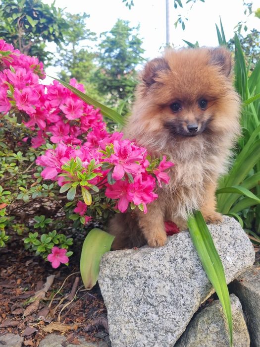 LEXIE sunia Szpic miniaturowy,  cudowne maluszki ORANGE