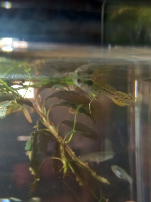 Guppys Endler Snake Skin e Tiger