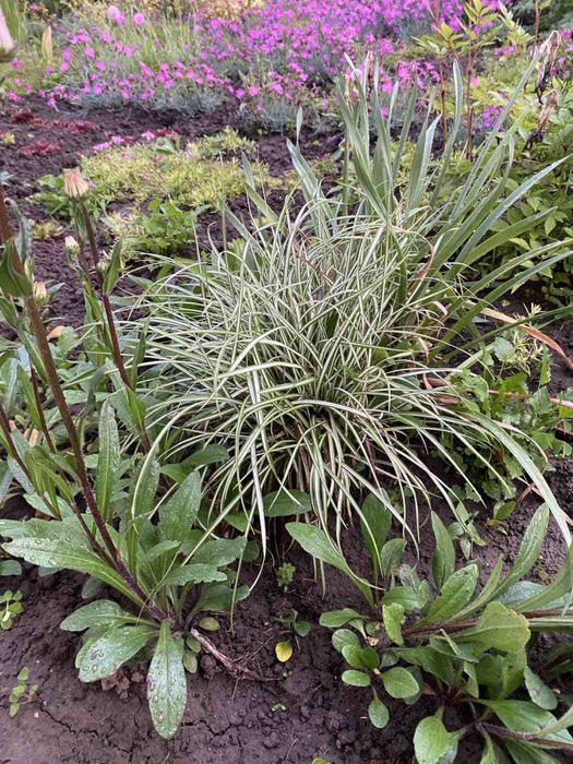 Брунера, бересклет, райс, осока