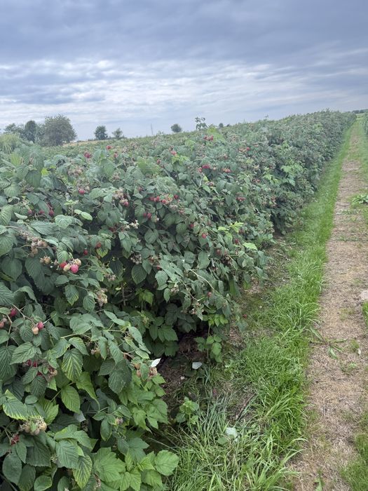 Sadzonki malin GLEN Ample