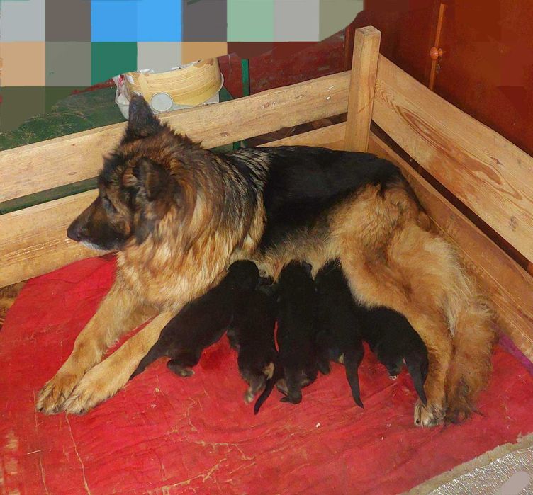 Німецька вівчарка