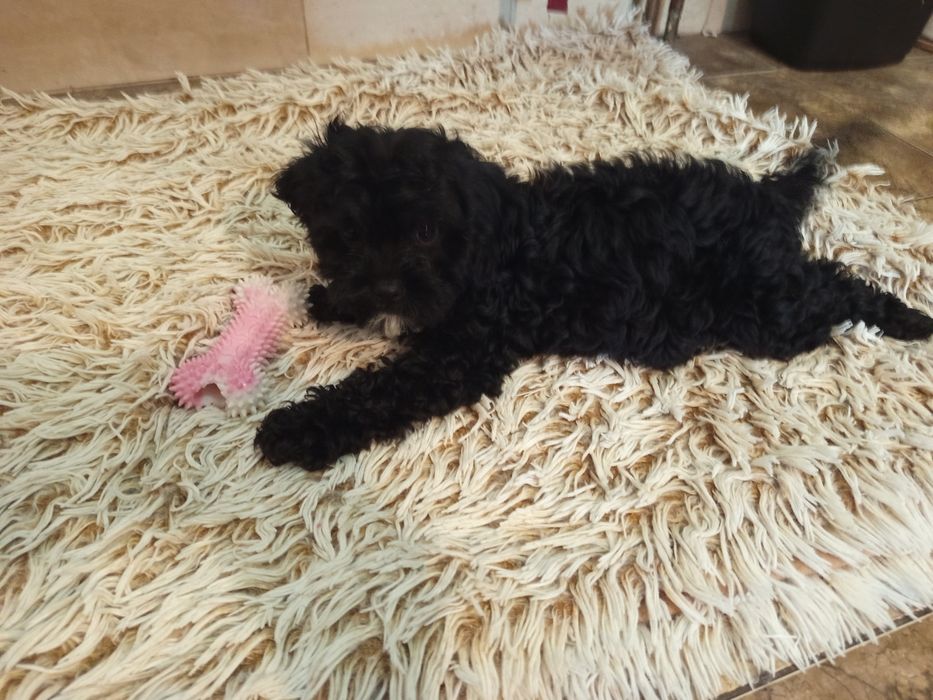 Szczeniak Cavapoo