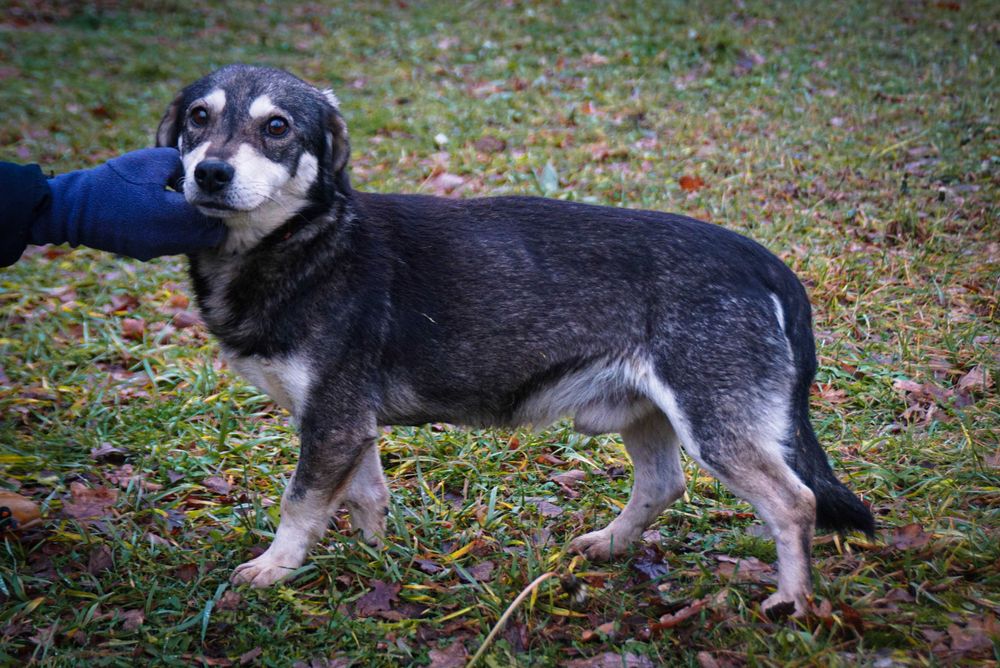Amador - łagodny, niewielki pies