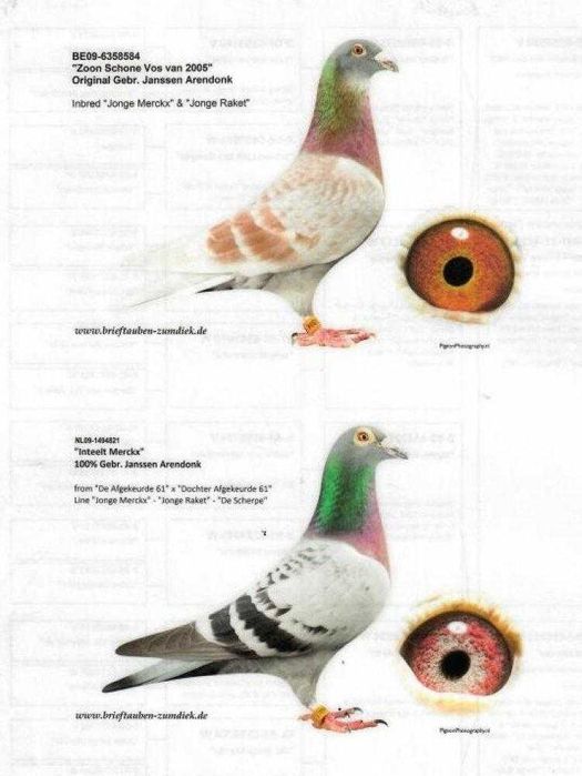 ***Top 100% Gerb. Janssen ***