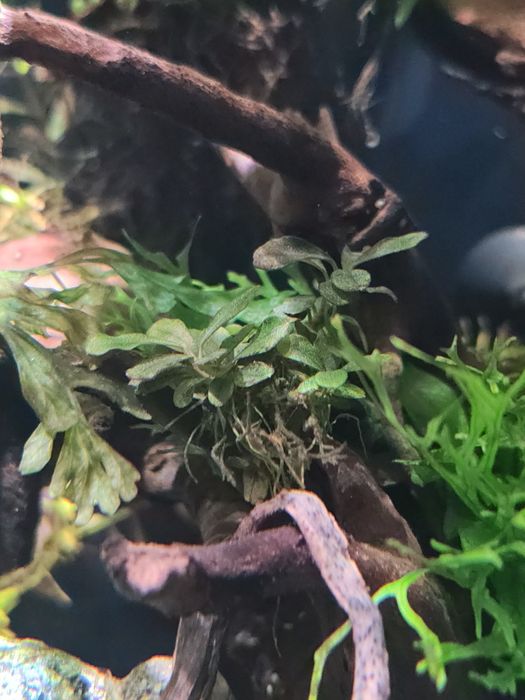 Bucephalandra !!!