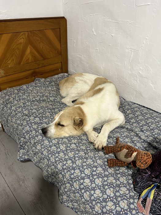 алабай середньо-азійська вівчарка