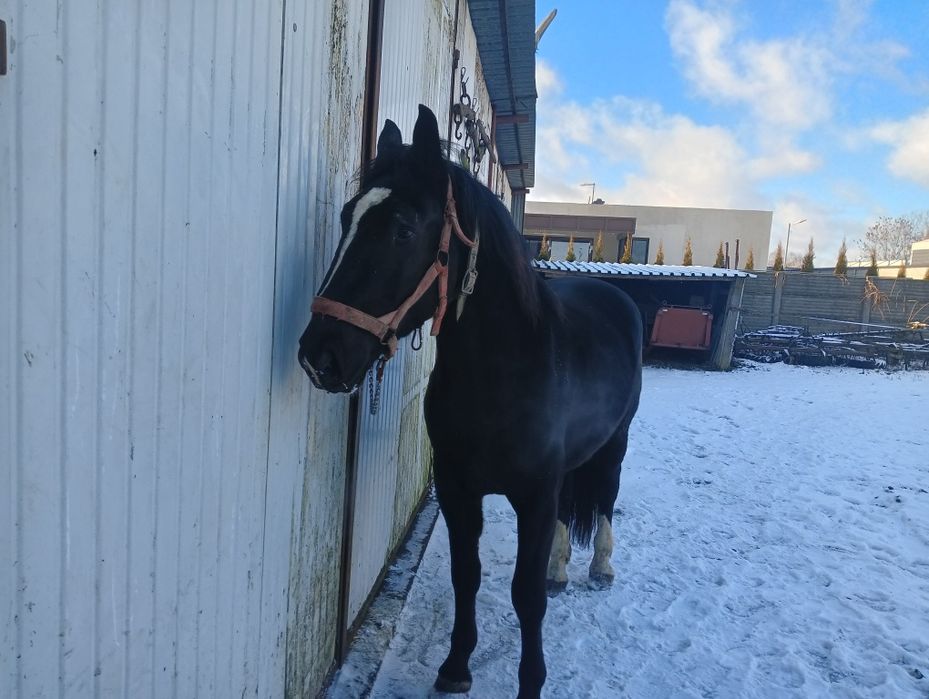 Wałach śląski 4 lata