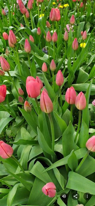 Продаю домашні тюльпани  та нарциси .на зріз (букет).