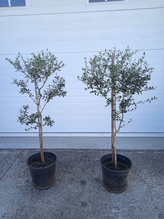 Vendo oliveiras bonitas para jardim