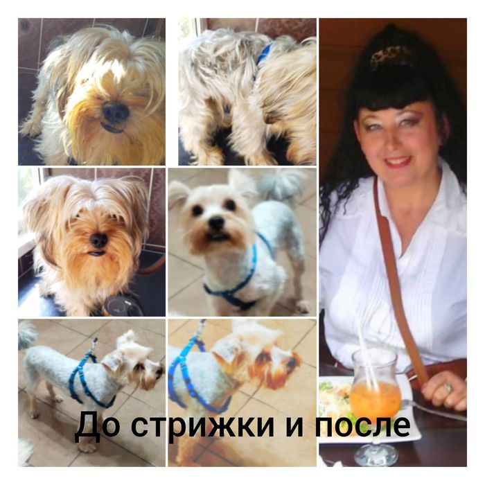 #стрижкасобаккотів#Першотравеньск