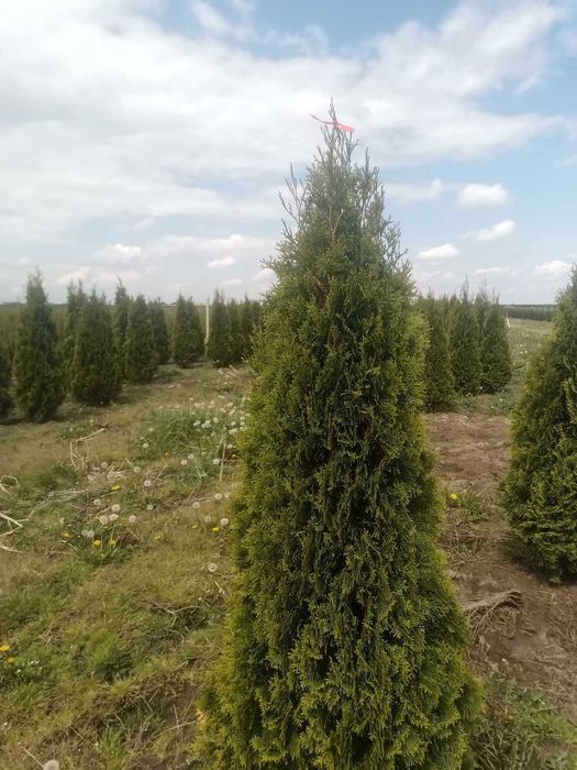 Tuja tuje szmaragd w doniczkach 160-180cm DOSTAWA