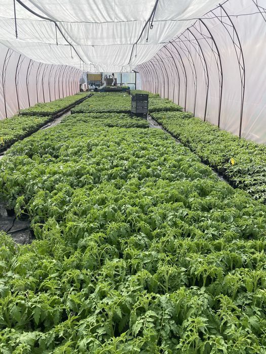 Rozsada por seler pomidor ogórek papryką