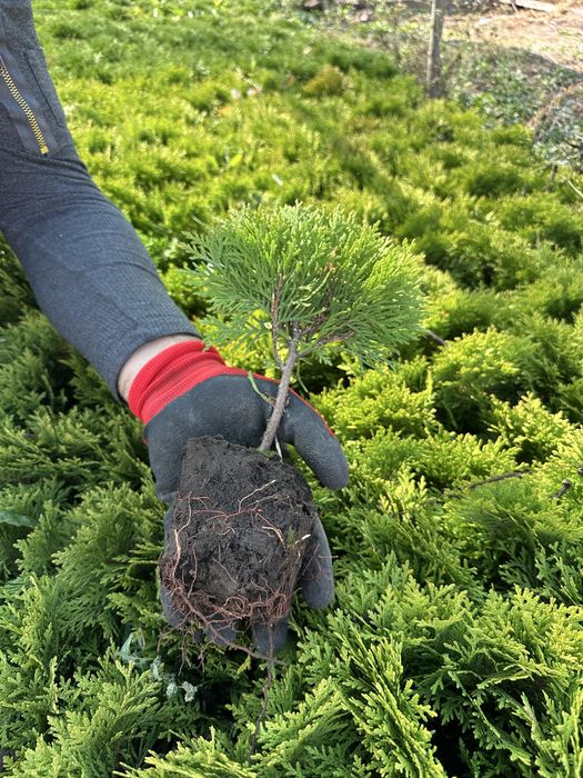 Кульки туї Міріам