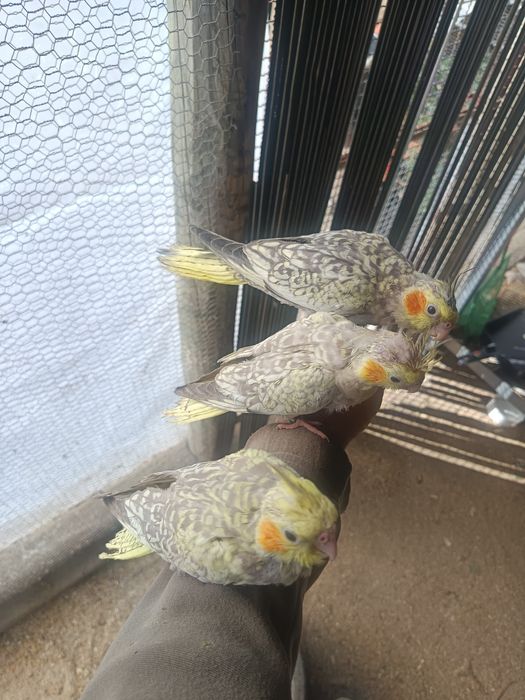 Caturras domésticadas