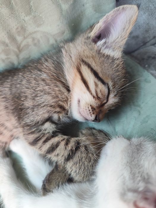 Котята бесплатно