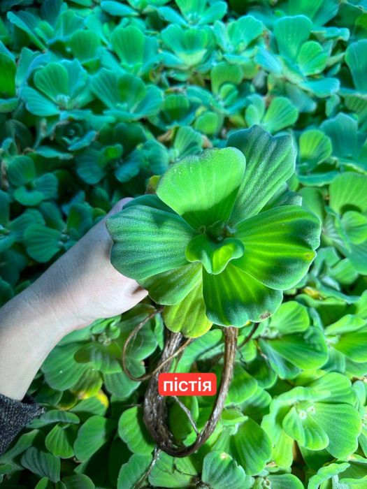 Рослини для черепах.Растения для черепах.Корм для черепах-ряска,пістія