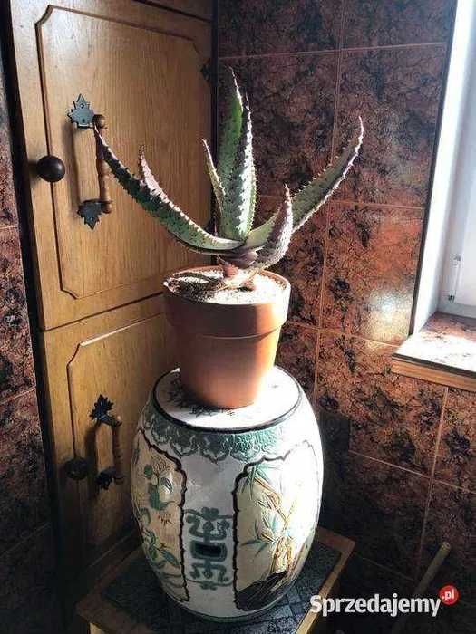 Aloes - aloe marlothii, rzadka roślina dla kolekcjonera