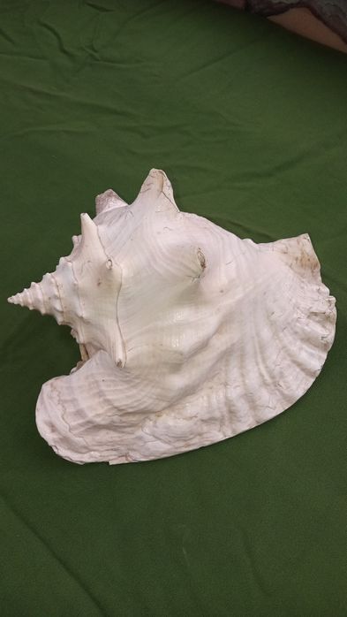 Ракушка большая,ракушка