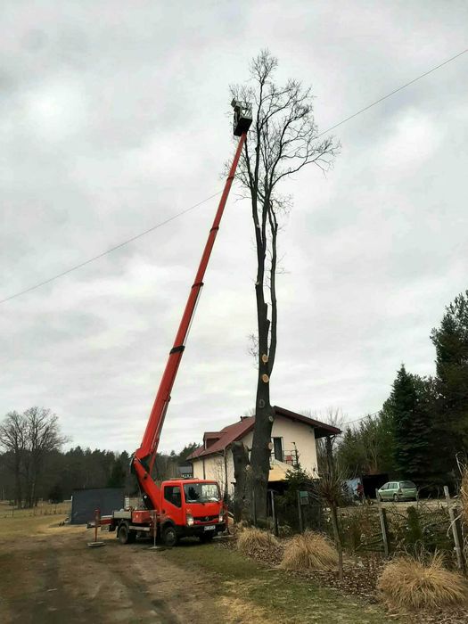 Wycinka drzew/utylizacja gałęzi