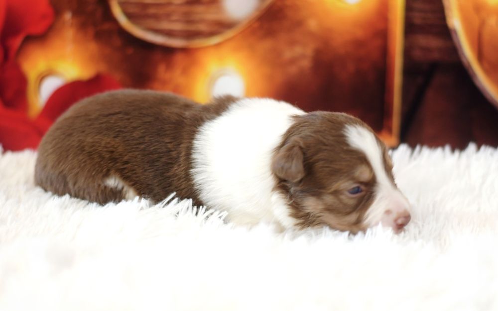 Border Collie FCI suczka czekoladowa tricolor