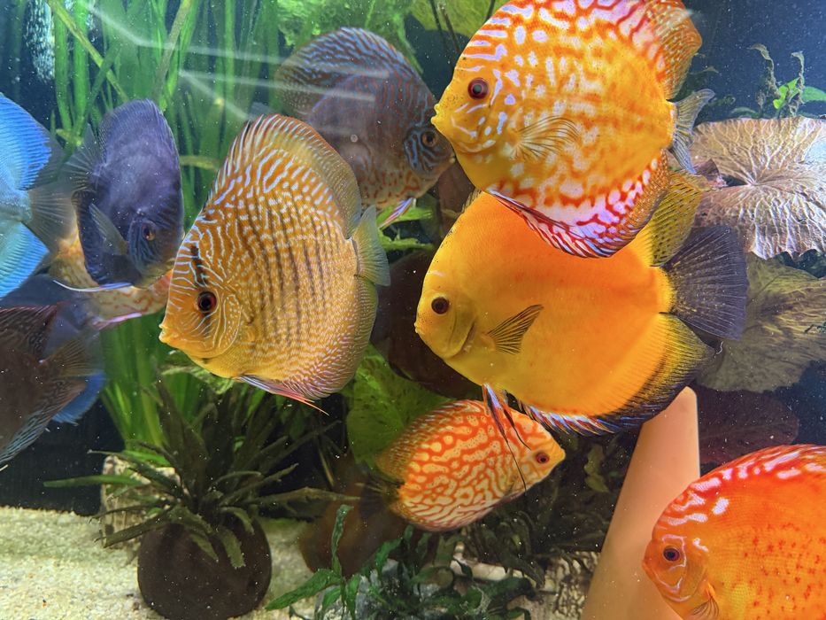 Paletka Yellow Dyskowce