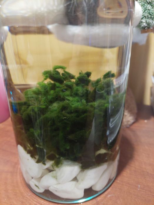 Gałęzatka do akwarium i nie tylko