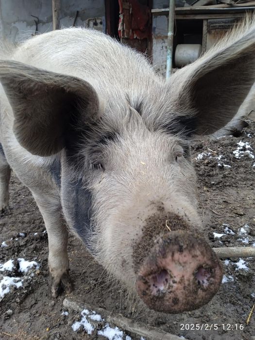 Продам свиней живою вагою