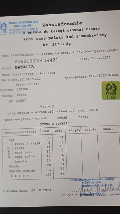Sprzedam klacz Zimnokrwistą