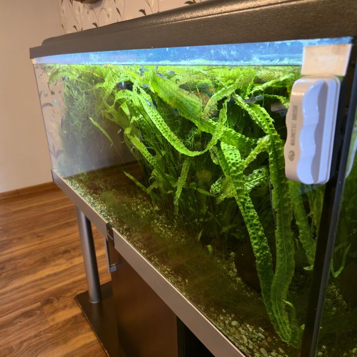 Akwarium 300l z życiem