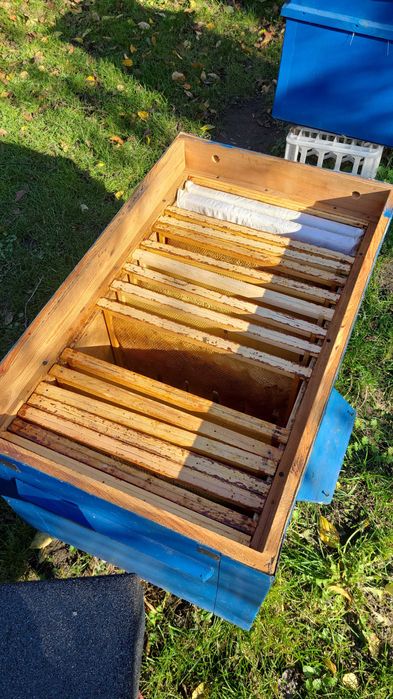 Ule 20 ramkowe Dadant