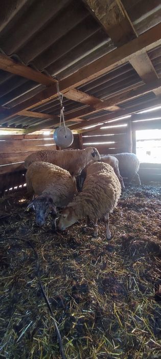 Продам доглянуті вівці!