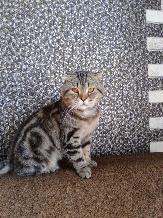 котик шотландський капловухий