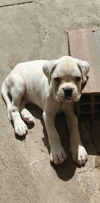 Boxer macho puro