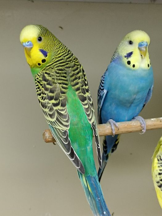Papużki faliste (samce i samiczki)