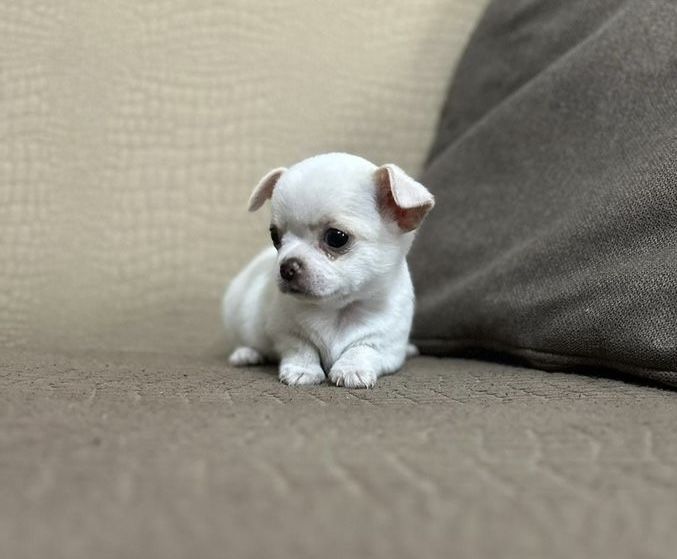 Чихуахуа, щеночки в разных окрасах.