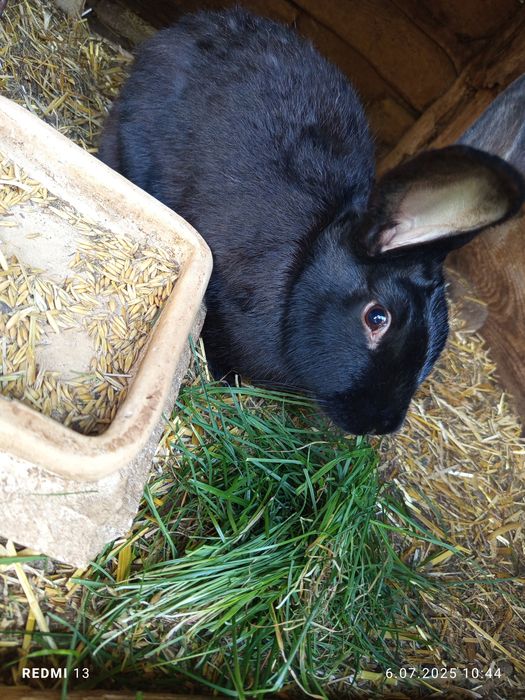 Króliki samice trzy sztuki