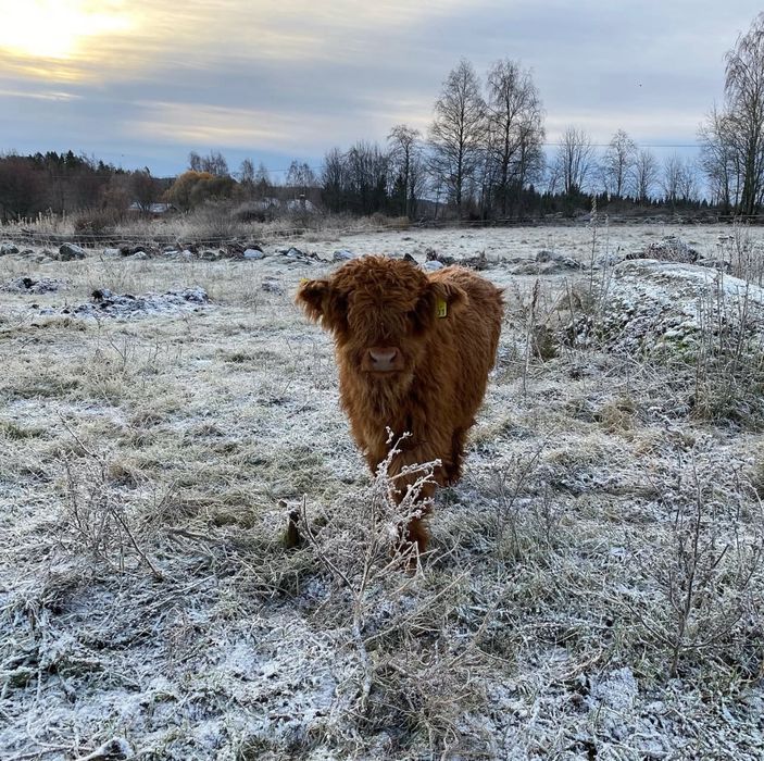 Корова швейцарська, корова хайленд