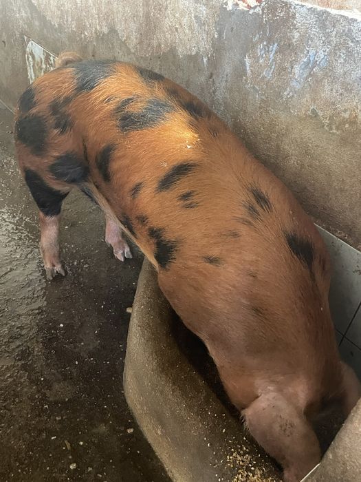 Porco Duroc.