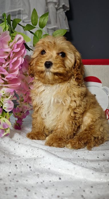 Cavapoo uroczy chłopczyk